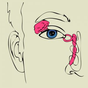 Lacrimal System
